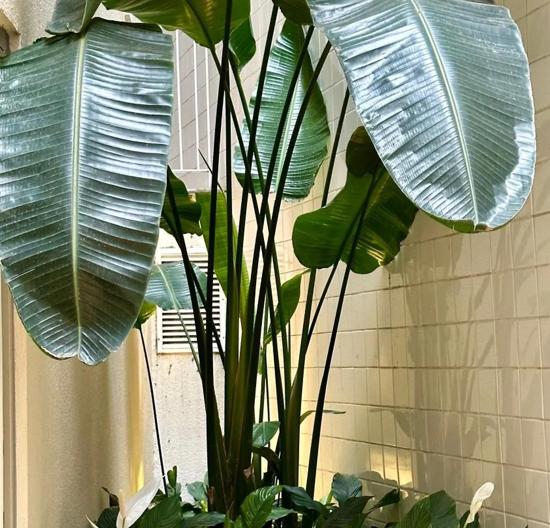 Rossio Luxury Apartment Lisboa 0*,